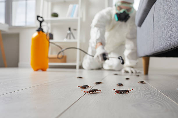 Commercial Kitchen Cockroach Control in Farmers Loop